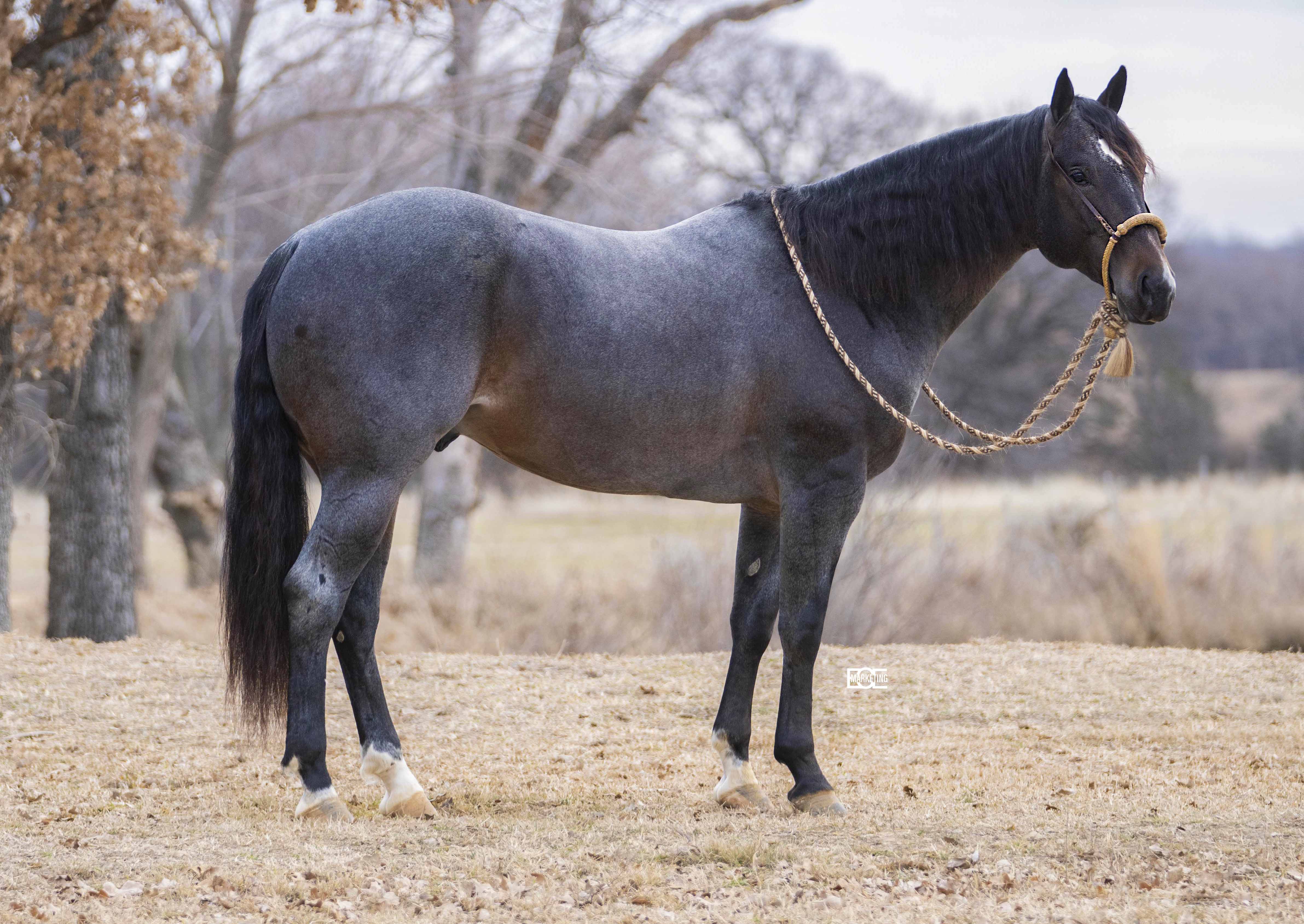 Irish Blue | Cowan Select Horses